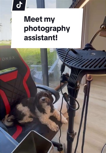 Max the Dog: The Ultimate Photography Assistant