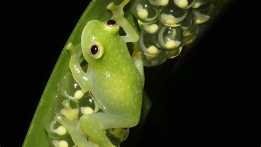 Glass act: Scientists reveal secrets of frog transparency