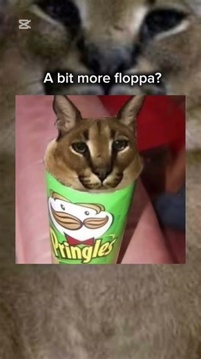 Wow floppamasterYT! You are so funny uhh.. can you say it a bit more floppa? BEBEBEBAH