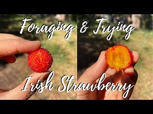 FORAGING and TRYING IRISH STRAWBERRY / ARBUTUS UNEDO for the first time I EDIBLE WEEDS AUSTRALIA
