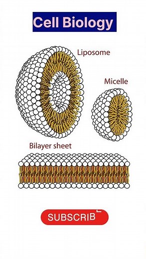 Liposome | Micelle | Bilayer cell membrane | #cellbiology #neet #biology