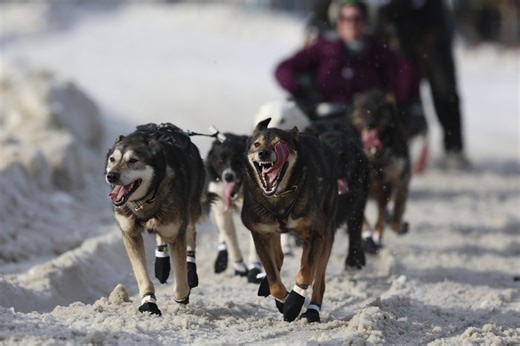 The world's most famous sled dog race is longer than ever. Here's a look at Iditarod, by the numbers