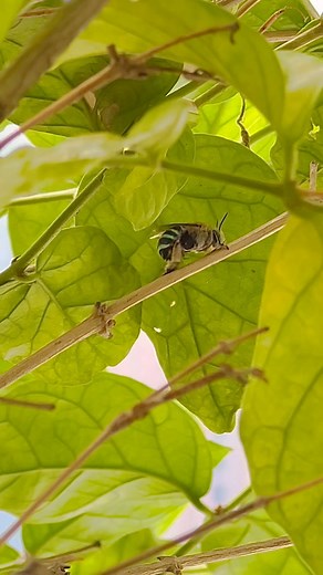 31 reactions · 6 comments | May nagsasayaw habang nakakagat sa sampaguita ko. Blue-banded #bee (Amegilla cingulata) 睊 #naturephotography #insects | Nol Montalbo | Facebook