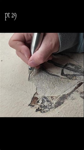 It’s been a wild season as we gear up for Tucson, prepare a spectacular crocodile specimen, and push hard on an exciting new bid. But while all that unfolds, we’re still bringing you some of our favorite moments from the lab—like this incredible freshwater stingray from Fossil Butte Member of the Green River Formation. Watching these ancient details emerge never gets old, and we hope the world enjoys this preparation footage as much as we love creating it. Stay tuned—there’s so much more to come