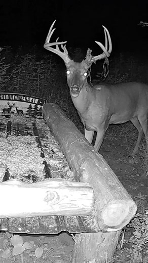 Look Closely! 😳🦌 What’s Hanging From This Buck’s Antlers?!