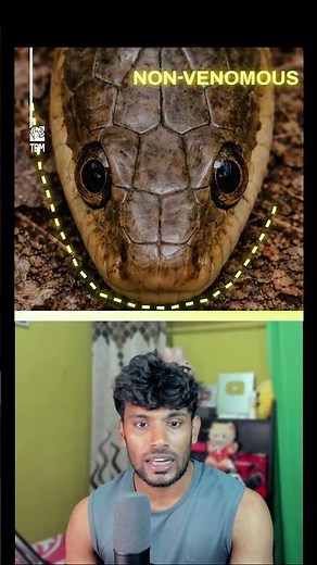 Venomous vs Non-Venomous: How to Tell!