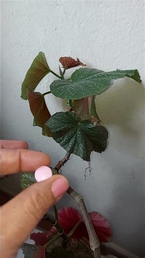 How to Care for and Propagate Spotted Begonia (Begonia Bouncing Plant): Do This