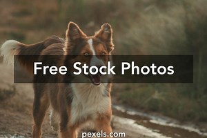 Free Free Background Running Photos
