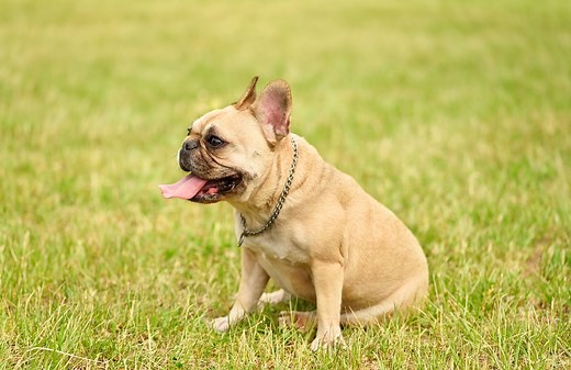 Mini French Bulldog Breed Guide: Everything You Should Know