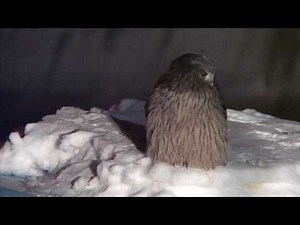シマフクロウ Blakiston's Fish Owl
