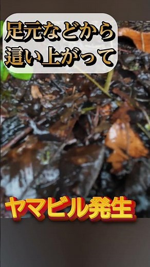 Massive leech outbreak at campsites. Blood-sucking leeches. Leech experiment