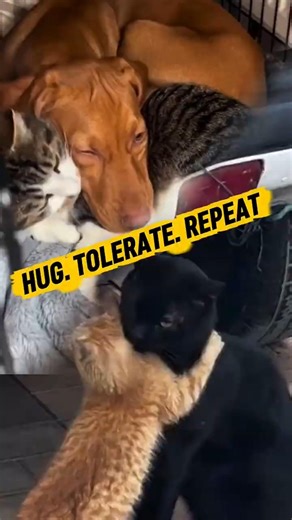 Two Kinds of Love — One Will Hug You, One Will Tolerate You