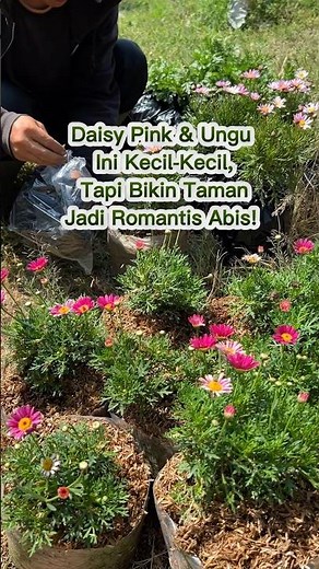 Daisy Pink dan ungu Ini Kecil-Kecil, Tapi Bikin Taman Jadi Romantis Abis!