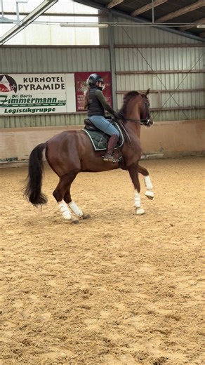 Exploring Dressage: The Art of Equestrian Riding