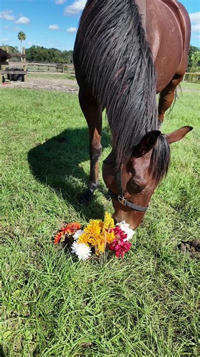 Your fall Gilmore Girls marathon needs one more thing: Jack 🍂📺 💫 2022 Thoroughbred Gelding 💫 16h 💫 Location: Ocala, FL 💫 FMI: https://newvocations.org/horse_detail/1450 UNNAMED LIZZIE B '22 (aka “Jack”) is a curious, brave young gelding looking for his forever person! He’s still learning the ropes, but he’s got a heart full of potential. Whether you're team Dean, Jess, or Logan, he’s just looking for his Lorelai to guide the way! #ottb #thoroughbred #retiredracehorse #adoptdontshop #righth