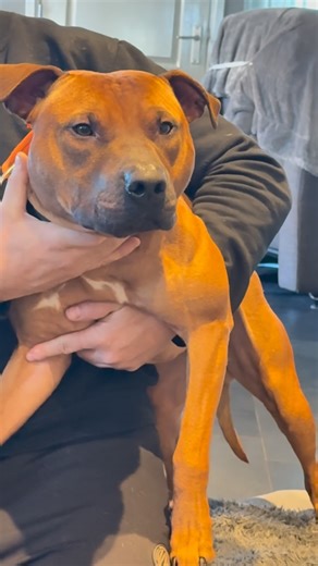 Grzegorz Zwoliński on Instagram: "Let me introduce absolute monster and amazing bulldog Fhk El Patron aka Bennie! anticipating questions and opinions, these are not artificial metal fangs but a special protective covering on natural teeth. Fhk Big Boy Ali & Fhk Black Becky II #apbt#foresthillkennel #pitbull#dog#workingdog"