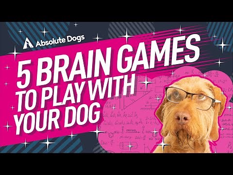 5 Brain Games to Play With Your Dog on a Rainy Day
