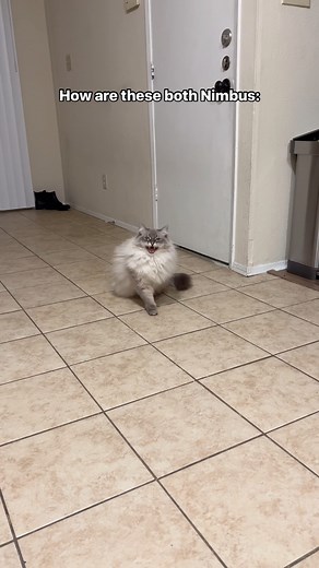 From squeak toy to race car in less than 10 seconds . . #cat #siberiancat #nimbus #catsofinstagram #animals #pet #funnycats #zoomies #catsofig #meow #growl #catstagram #cats #funnyanimals | Nimbus Siberian