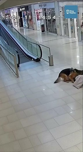 German Shepherd Pushes Owner Clear Seconds Before Escalator Floor Collapse