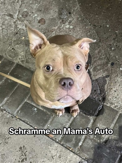 #viralvideo #bmwlife #tiktokdog #americanbullypocket #foryoupage❤️❤️ Anzeige/Werbung @bullandbully Code: Lilly10