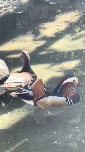 楽園の中のオシドリ 長野市城山動物園 #zoo