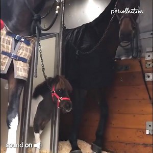 1.1M views · 5.9K reactions | Playing with the big boys! | Try Not to Laugh | Facebook