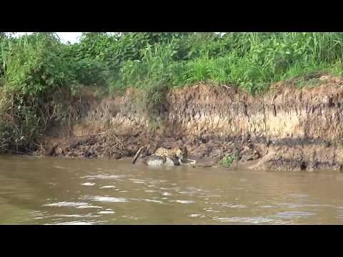 Jaguar attacks and kills caiman