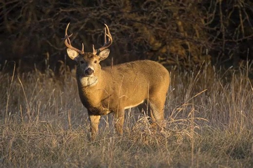 Kansas Deer Forecast: Lots of Chances to Take a Booner Buck All Across the State - Game & Fish