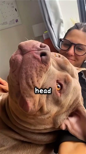 Meet the funniest bulldog 🥹