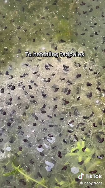 Baby Tadpoles Swimming: From Eggs to Swimmers in a Pool