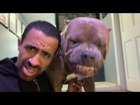 The best smiling pit bull!! But is he happy or MADDDD ?