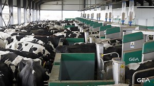 Scale means nothing without control. At this dairy farm, 20 automated milking boxes run in perfect rhythm. 🤝 Efficiency at every level. Consistency in every milking. Batch. Your. Way. 💙 Next Generation of Automated Milking. #BatchMilking #BatchYourWay #TeamGEA #GEABatchMilking #NextGenerationFarming #SmartDairy #TeamDairyRobot #AutomatedGroupMilking | GEA Farming