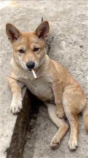 Dirty Animal Facts #facts #animalfacts #wildlife