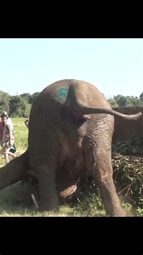 3.2M views · 10K reactions | Treatment Time. #indianwildlifeofficial #wildanimalshorts #wildlifeaddicts #ElephantChallenge #TamilnaduNews #wildliferescue #brazilian #assamesereels #kingofthejungle #tamilnadutourism | Animal world | Facebook