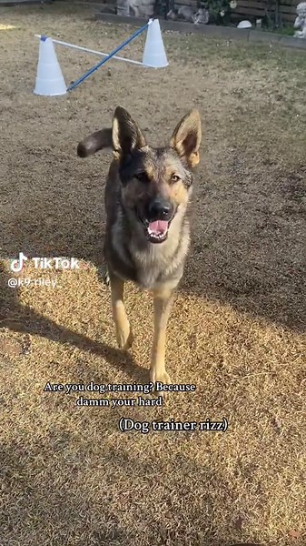 Understanding German Shepherd Training Techniques