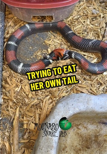 Loraine is one of my most ferocious eaters. She sometimes gets so excited that she misses her mouse and grabs ahold of her own tail! #molinarosnakelab #kearymolinaro #strangeandunusual #hoopsnake #hognose