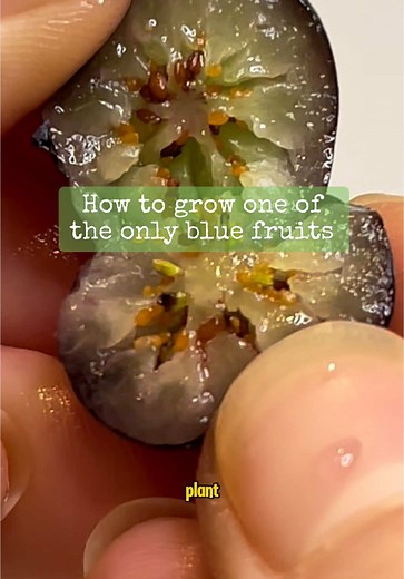 How to Grow Blueberries: The Only Naturally Blue Fruit