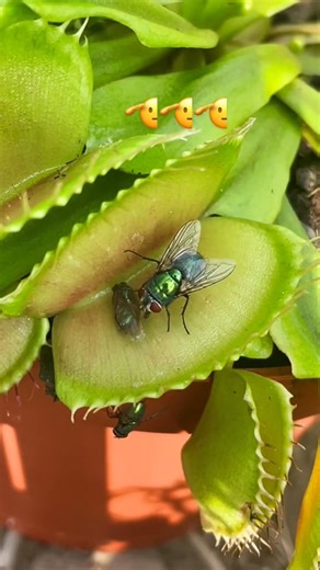 carnivorous plants 😰#animals#animalsoftiktok #foryou #wild#wildanimals | Wildlife Activities