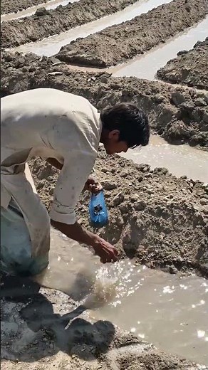 How Farmers Sow Cotton Seeds | Satisfying Farming Process 🌱 #shorts #agriculture #farming