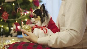Little puppy chihuahua dog wearing xmas outfit sitting on owner lap inside house decorate xmas tree and light prepare for new year party in concept christmas festive celebration at home.