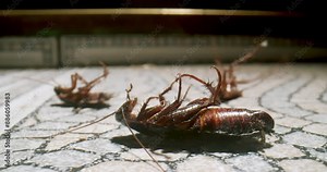 Several Cockroaches dying lying on its back on the floor, roach poison moving its paws. Agony. Cockroaches dying upside down, belly up. Pest control. Cockroach macro, close up