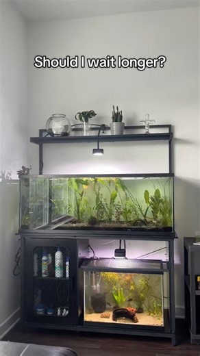READY TO ADD FISH IN THIS TANK 💧🌱
