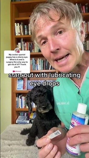 Cherry Eye in Dogs - How to Treat at home!
