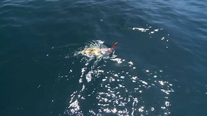 32K views · 214 reactions | With the spring snapper moving in slow jigs are a perfect way to target them, and it' not only snapper that love them. Here Matt Watson - The Fishing Guy does 5 drops and catches 5 different fish. For more action and how-to vids check out www.ultimatefishing.tv. | Ultimate Fishing | Facebook