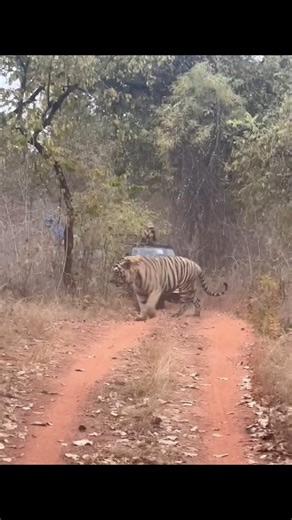 Wildlife | Documentary | Nature | The Majestic Tiger: Bigger Than You Think! When you picture a tiger, you might imagine a large, powerful cat—but nothing prepares you for... | Instagram