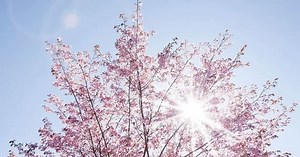 BTS「Spring Day (春の日)」歌詞の意味と作詞作曲【そのままでいてほしい】