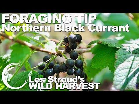 Wild Harvest Foraging Tips | Episode 34 | Northern Black Currant