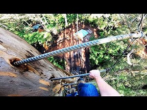 Scaling the World's Tallest Climbing Tree - No Safety Gear! Dave Evans Bicentennial Tree, Pemberton