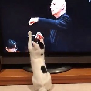 16K views · 417 reactions | Best cat toy ever!  | Cellists | Facebook