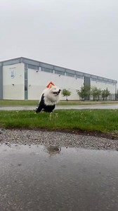 Beau has all the colours of his favourite rain gear! 🌧️ Pair the Slush Suit & Waterproof Boots to unlock your savings now during our SITEWIDE Summer Sale 😍 | Canada Pooch